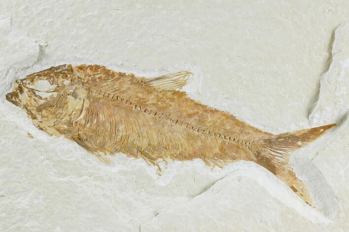 Detailed Fossil Fish (Knightia) - Wyoming #165870